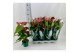 Anthurium andr. nevada Basic 