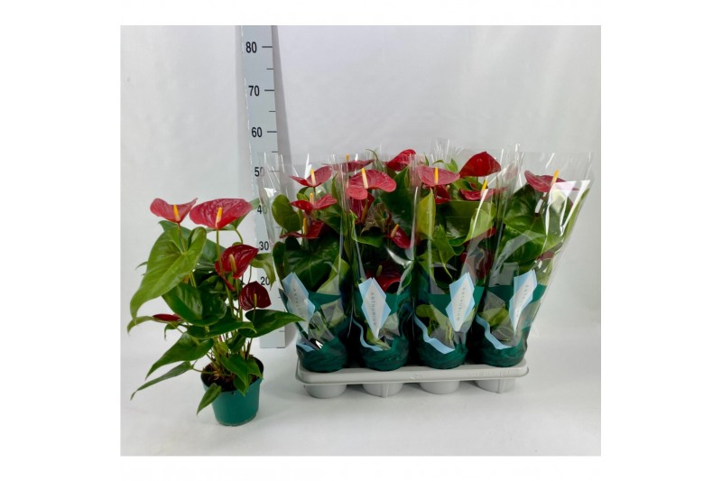 Anthurium andr. nevada Basic 