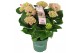 Hydrangea macr. magical revolution Roze 9-10 Bloem 