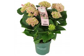 Hydrangea macr. magical revolution Roze 9-10 Bloem