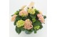 Hydrangea macr. magical revolution Roze 9-10 Bloem 