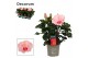 Hibiscus rosa-sinensis jersey Decorum roze 