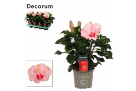 Hibiscus rosa-sinensis jersey Decorum roze