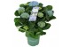Hydrangea macr. magical revolution Blauw 7-8 Bloem 