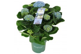 Hydrangea macr. magical revolution Blauw 7-8 Bloem