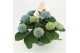 Hydrangea macr. magical revolution Blauw 7-8 Bloem 
