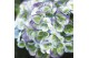 Hydrangea macr. magical revolution Blauw 7-8 Bloem 