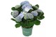 Hydrangea macr. magical revolution Blauw 9-10 Bloem 