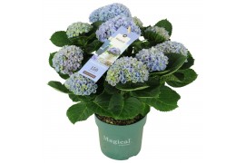 Hydrangea macr. magical revolution Blauw 9-10 Bloem