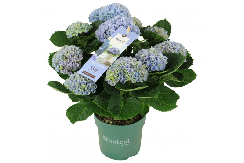 Hydrangea macr. magical revolution Blauw 9-10 Bloem 
