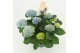 Hydrangea macr. magical revolution Blauw 9-10 Bloem 