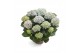 Hydrangea macr. magical revolution Blauw 9-10 Bloem 
