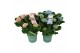 Hydrangea macr. magical revolution Mix 7-8 Bloem 