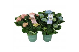 Hydrangea macr. magical revolution Mix 7-8 Bloem