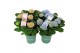 Hydrangea macr. magical revolution Mix 9-10 Bloem 