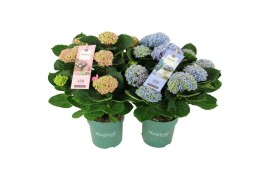 Hydrangea macr. magical revolution Mix 9-10 Bloem