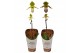 Paphiopedilum pinocchio 