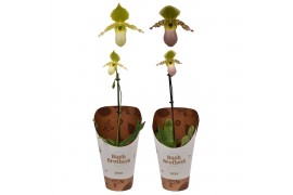 Paphiopedilum pinocchio