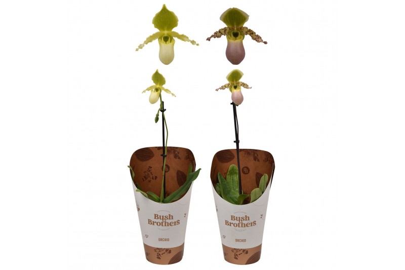 Paphiopedilum pinocchio 