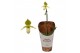 Paphiopedilum pinocchio 