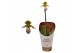 Paphiopedilum pinocchio 