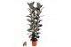 Ficus elastica abidjan Toef 3pp 