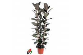 Ficus elastica abidjan Toef 3pp