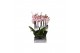 Phalaenopsis spotted world 3 tak - 22+ bloemen 