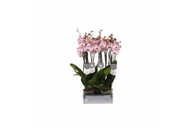 Phalaenopsis spotted world 3 tak - 22+ bloemen