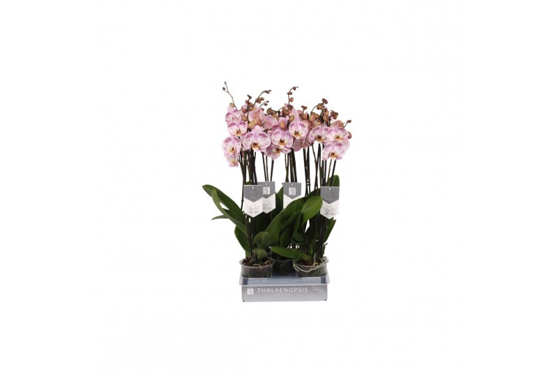 Phalaenopsis spotted world 3 tak - 22+ bloemen 