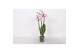Phalaenopsis spotted world 3 tak - 22+ bloemen 