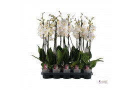 Phalaenopsis wit A2 - 2 tak - 65/70cm