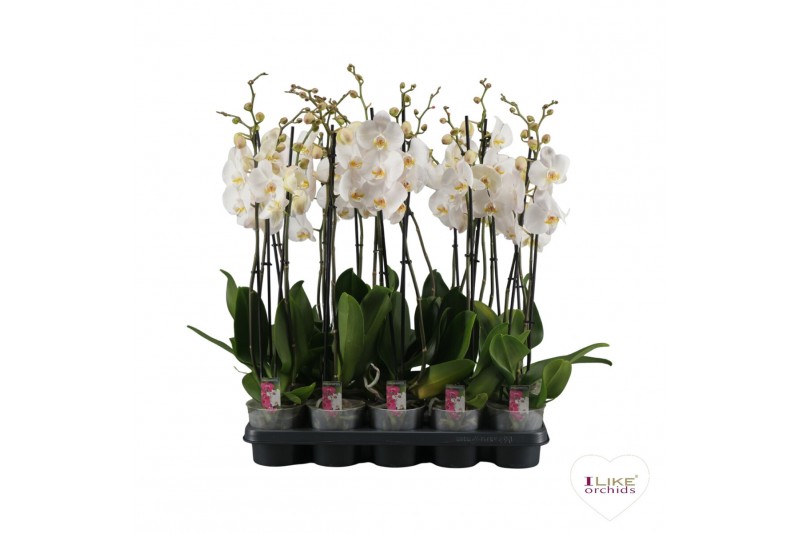 Phalaenopsis wit A2 - 2 tak - 65/70cm 