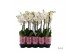 Phalaenopsis wit A2 - 2 tak - 65/70cm 