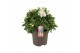 Alstroemeria inticancha magic white 