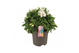 Alstroemeria inticancha magic white