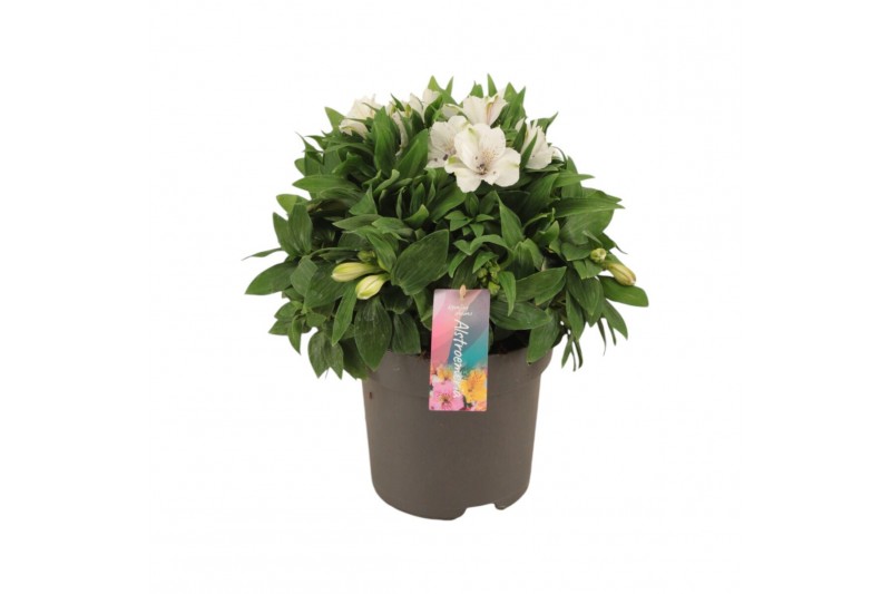 Alstroemeria inticancha magic white 