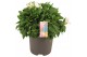 Alstroemeria inticancha magic white 