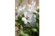 Alstroemeria inticancha magic white 