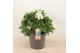 Alstroemeria inticancha magic white 