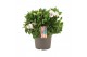 Alstroemeria inticancha moon 