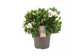 Alstroemeria inticancha moon