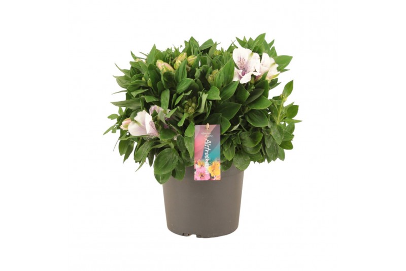 Alstroemeria inticancha moon 