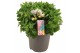 Alstroemeria inticancha moon 