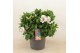Alstroemeria inticancha moon 