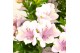 Alstroemeria inticancha moon 