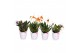Masdevallia mix 4 tak met wit potcover 