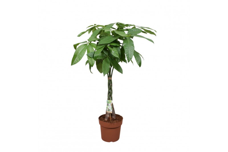 Pachira aquatica gevlochten stam 