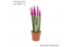 Sansevieria cylindrica velvet touchz® fuchsia 