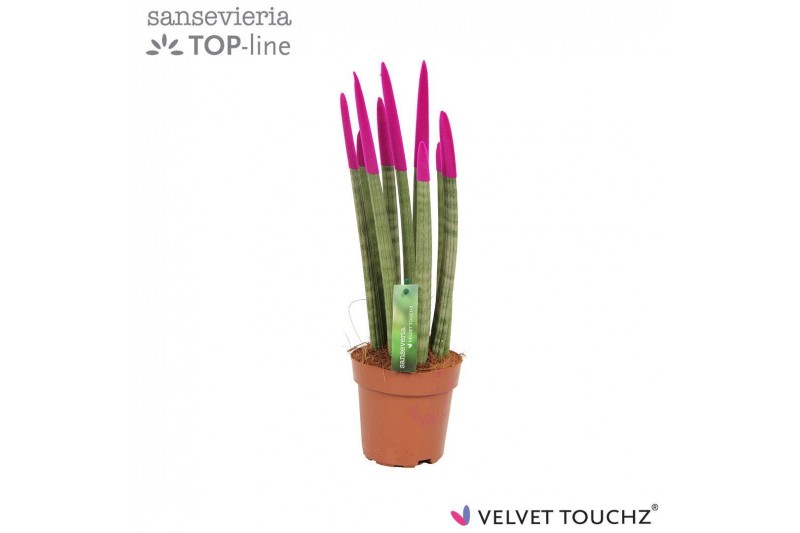 Sansevieria cylindrica velvet touchz® fuchsia 